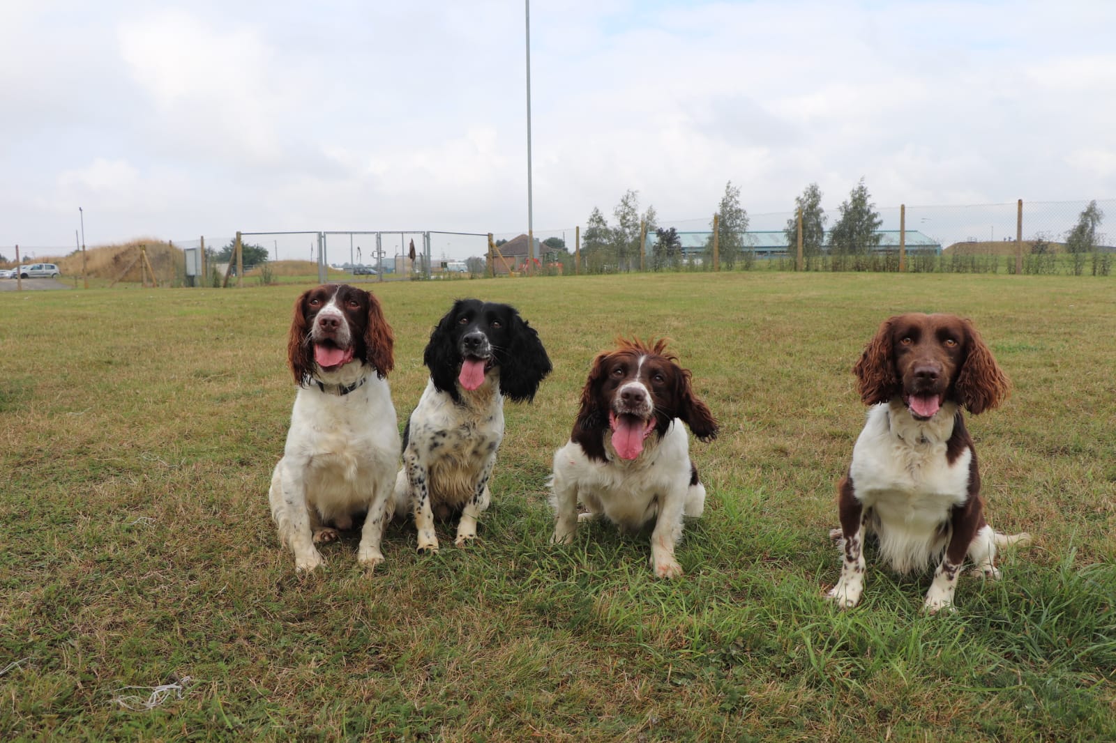 Four Spaniel dogs sitting.
